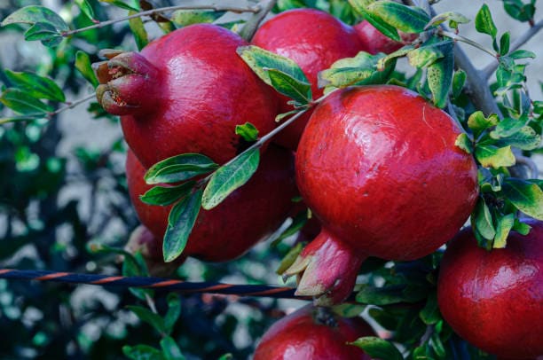 تصویر 3 از انار محلی روستایی با عطر دلپذیر ماندگار